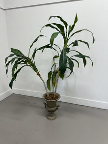  Dracaena Tree in Urn Planter