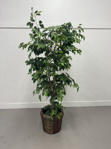  Faux Weeping Fig Tree