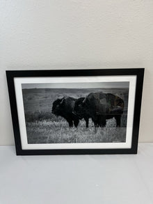  2 Bull Bison at The Maxwell Wildlife Refuge Photography