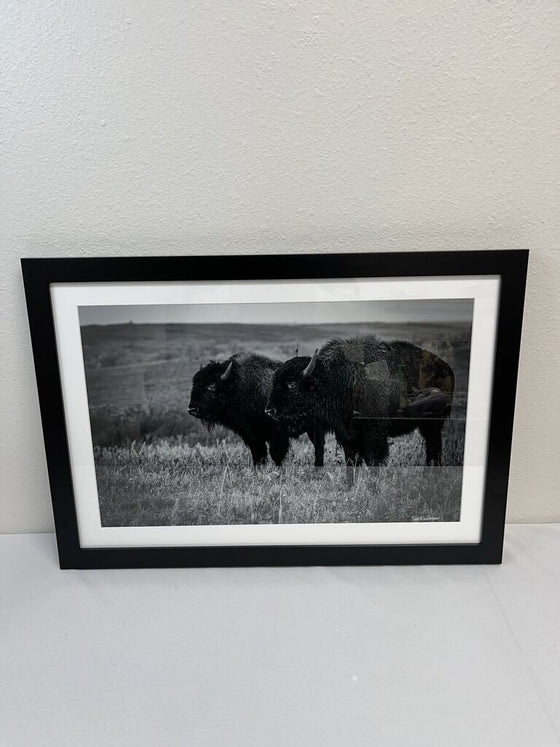 2 Bull Bison at The Maxwell Wildlife Refuge Photography