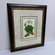  "Anacardium" Botanical Reproduction