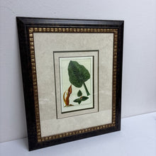  "Arum Balcaricum" Botanical Reproduction