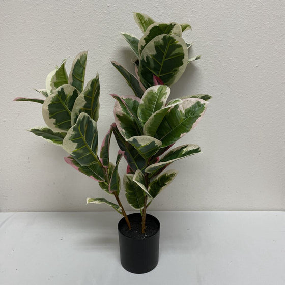 Faux Rubber Plant