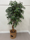 Faux Ficus alii Tree